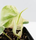 Philodendron Hederaceum Albo Variegated "Heartleaf" (wk24-B) - Image 7