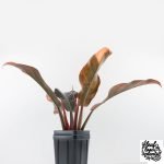 Philodendron 'Imperial Red' Variegated (wk28-UG) - Image 9