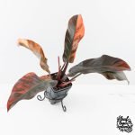 Philodendron 'Imperial Red' Variegated (wk28-UG)