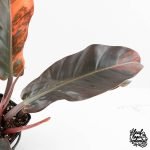 Philodendron 'Imperial Red' Variegated (wk28-UG) - Image 3