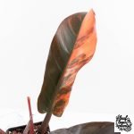Philodendron 'Imperial Red' Variegated (wk28-UG) - Image 4