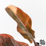 Philodendron 'Imperial Red' Variegated (wk28-UG) - Image 5