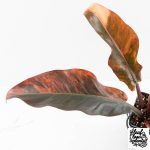 Philodendron 'Imperial Red' Variegated (wk28-UG) - Image 6