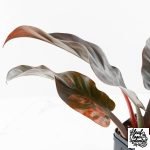 Philodendron 'Imperial Red' Variegated (wk28-UG) - Image 7