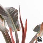 Philodendron 'Imperial Red' Variegated (wk28-UG) - Image 8