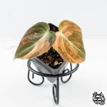 Philodendron melanochrysum orange variegated (wk28-UJ) - Image 2