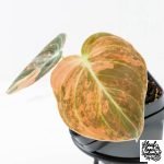 Philodendron melanochrysum orange variegated (wk28-UJ)