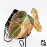 Philodendron melanochrysum orange variegated (wk28-UJ) - Image 4