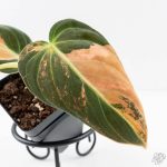 Philodendron melanochrysum orange variegated (wk29-UF) - Image 3