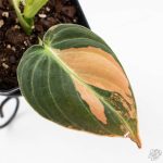 Philodendron melanochrysum orange variegated (wk29-UF) - Image 4