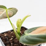 Philodendron melanochrysum orange variegated (wk29-UF) - Image 5