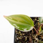 Philodendron Micans Albo/Pink Variegated (wk26-C) - Image 4