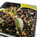 Philodendron Micans Albo/Pink Variegated (wk26-C) - Image 6