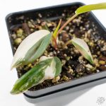 Philodendron Micans Albo/Pink Variegated (wk26-C) - Image 5