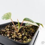 Philodendron Micans Albo/Pink Variegated (wk26-C) - Image 7