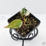 Philodendron Micans Albo/Pink Variegated (wk26-C) - Image 2