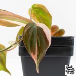 Philodendron Micans Albo/Pink Variegated (wk28-F)