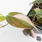 Philodendron Micans Albo/Pink Variegated (wk28-F) - Image 4