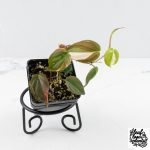 Philodendron Micans Albo/Pink Variegated (wk28-F) - Image 2