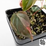 Philodendron Micans Albo/Pink Variegated (wk28-F) - Image 7