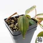 Philodendron Micans Albo/Pink Variegated (wk28-F) - Image 6