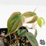 Philodendron Micans Albo/Pink Variegated (wk28-F) - Image 5