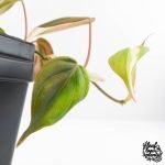 Philodendron Micans Albo/Pink Variegated (wk28-F) - Image 8
