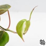 Philodendron Micans Albo/Pink Variegated (wk28-F) - Image 9