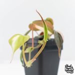 Philodendron Micans Albo/Pink Variegated (wk28-F) - Image 10
