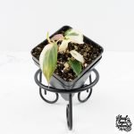 Philodendron Micans Albo/Pink Variegated (wk29-A)