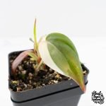 Philodendron Micans Albo/Pink Variegated (wk29-A) - Image 3