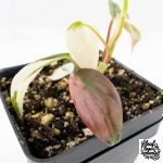 Philodendron Micans Albo/Pink Variegated (wk29-A) - Image 4