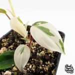 Philodendron Micans Albo/Pink Variegated (wk29-A) - Image 5