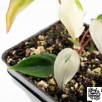 Philodendron Micans Albo/Pink Variegated (wk29-A) - Image 6