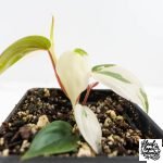 Philodendron Micans Albo/Pink Variegated (wk29-A) - Image 7