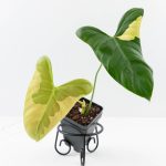 Philodendron Oxapapense Variegated aka "Philodendron sp. Tropicals" (wk24-E)
