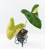 Philodendron Oxapapense Variegated aka "Philodendron sp. Tropicals" (wk24-E)