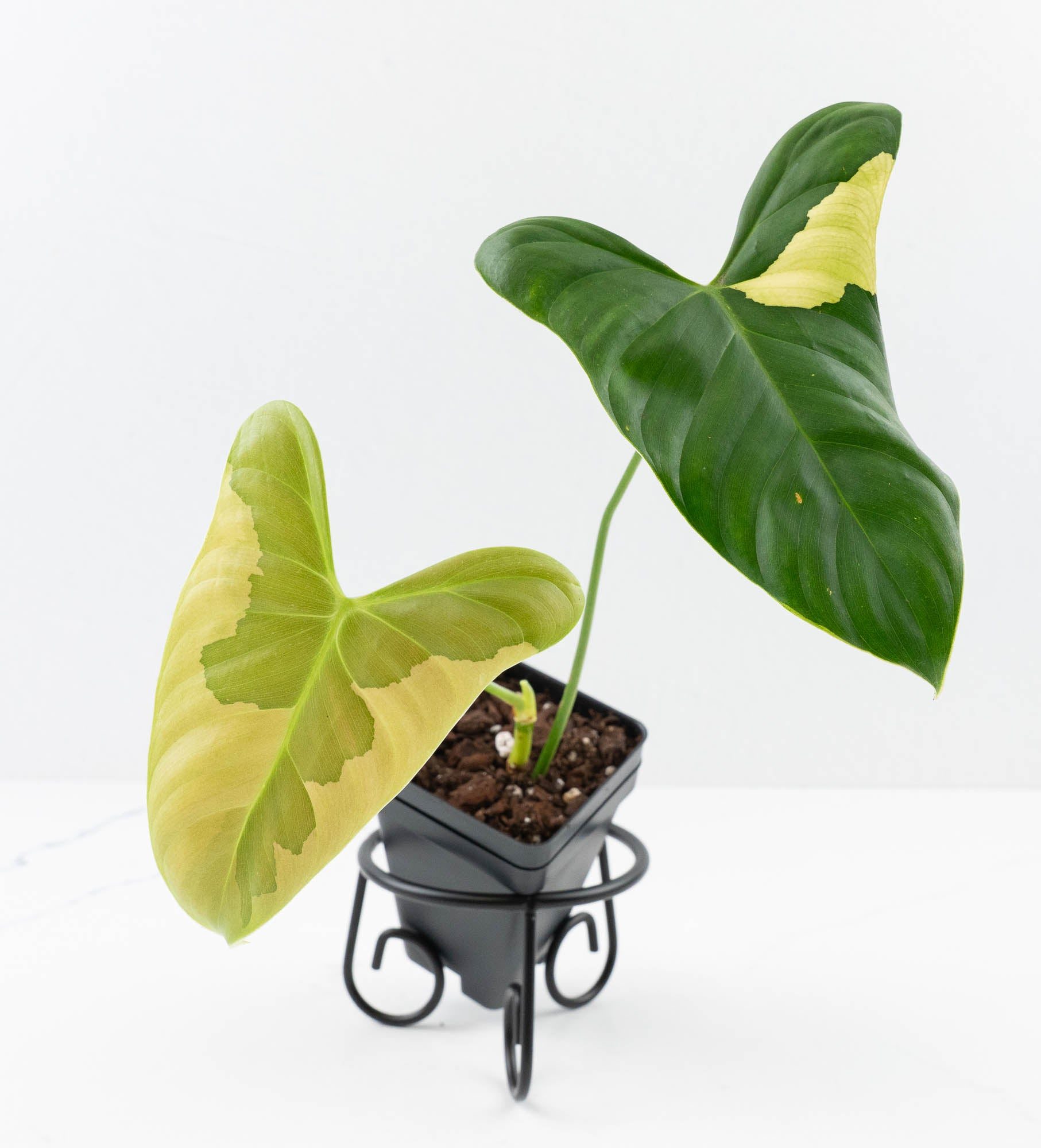 PhilodendronOxapapensevariegated-24E-3-2.jpg Philodendron Oxapapense Variegated aka "Philodendron sp. Tropicals" (wk24-E) - Image 1