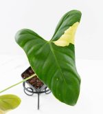 Philodendron Oxapapense Variegated aka "Philodendron sp. Tropicals" (wk24-E) - Image 3