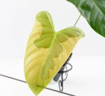 Philodendron Oxapapense Variegated aka "Philodendron sp. Tropicals" (wk24-E) - Image 4