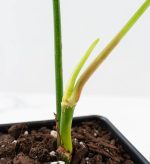 Philodendron Oxapapense Variegated aka "Philodendron sp. Tropicals" (wk24-E) - Image 6
