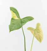 Philodendron Oxapapense Variegated aka "Philodendron sp. Tropicals" (wk24-E) - Image 5