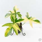 Philodendron 'Pedatum' Variegated (wk26-H)