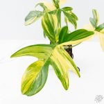 Philodendron 'Pedatum' Variegated (wk26-H) - Image 3