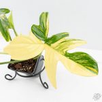 Philodendron 'Pedatum' Variegated (wk26-H) - Image 4