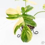 Philodendron 'Pedatum' Variegated (wk26-H) - Image 5