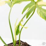 Philodendron 'Pedatum' Variegated (wk26-H) - Image 6