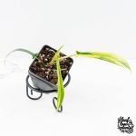 Philodendron Quercifolium 'Glad Hands' Variegated (wk28-UH)