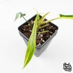 Philodendron Quercifolium 'Glad Hands' Variegated (wk28-UH) - Image 3