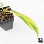 Philodendron Quercifolium 'Glad Hands' Variegated (wk28-UH) - Image 4